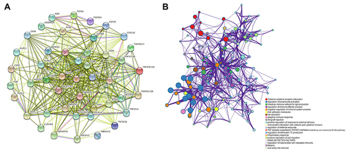 Figure 6 Analysis of immunomodulators associated with PLXDC1 expression in TME of gastric cancer. (A) Analysis of PLXDC1-related protein interactions of 48 immunomodulators. (B) Functional enrichment analysis of 48 immunomodulators whose expression is associated with PLXDC1 expression. Each color of the circles corresponds to a function and the size of the circles indicates the degree of functional enrichment.