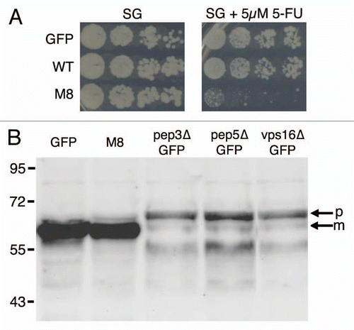 Figure 5 Traffic monitoring. (A) Ten-fold dilutions of exponentially growing cultures of BY4742 cells expressing GFP, WT or M8 were spotted onto SG agar with or without 5 µM 5-FU. Petri dishes were observed after 10 days at 30°C to allow the observation of M8 growth. (B) Exponentially growing cultures of BY4742 or mutant cells expressing GFP or M8 were used to prepare total cell extracts. The samples were run on a 12% SDS-PAGE gel, transferred onto a nitrocellulose membrane and exposed to anti-CPY antibodies. m, mature protein; p, precursor protein.