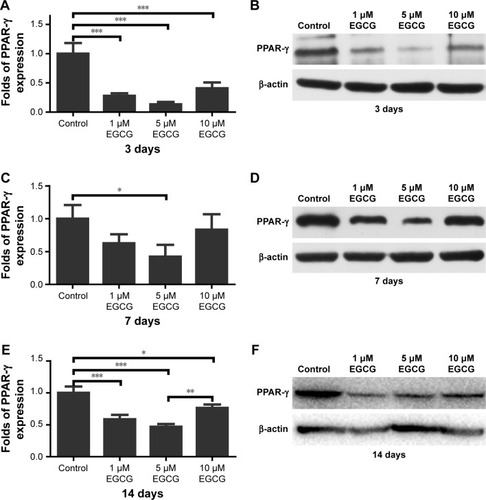 Figure 6 Western blotting was used to analyze the expression of adipogenic genes PPAR-γ in hASCs cultured in various concentrations of EGCG for 14 days. EGCG suppressed the expression of PPAR-γ, and 5 μM was optimal for suppressing PPAR-γ expression.