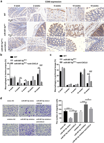 Figure 5. MiR-597-5p down-regulation facilitates macrophage recruitment and migration through up-regulating CXCL5. (a) visual representations of IHC staining for CD68 in colonic specimen of mice subjected to AOM/DSS treatment. N = 3. (b-c) quantification of colonic macrophages in the lamina-propria/peritoneal lavage samples derived from mice at specific time points (0th, 2th, 6th, 10th, and 18th weeks) post AOM/DSS treatment using flow cytometry analysis. Two-parameter histograms of F4/80+CD11b+ were recognized as macrophages and quantified. N = 3. (d) migration potential of macrophages was determined using the transwell migration assay. Samples were examined in triplicate.