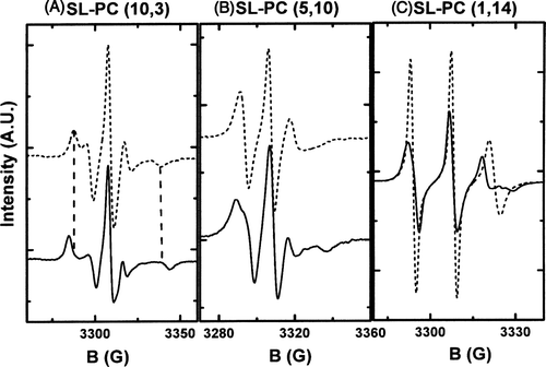 Figure 1.  ESR spectra for different spin labelled phosphatidylcholines embedded in a ld membrane (dashed line) or in lo membrane (solid line). (A) SL-PC (10,3) (the probe is attached near the polar head group). (B) SL-PC (5,10) (the probe is attached at carbon 11 of the sn2 chain) and (C) SL-PC (1,14) (the probe is attached near the methyl terminal of the alkyl chains at carbon 15). The line broadening, indicative of a decrease on molecular motion, was systematically observed for all probes when inserted in more ordered phases. Differences in spectra line shape depends on the position of the nitroxide group on the acyl chain.