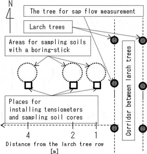 Figure 1 Study site description. The three sampling locations were set at 1, 2 and 4 m away from the larch tree row to represent the tree cover area, the intermediate area and the harvesting area in this meadow site, respectively.