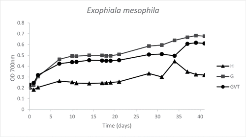 Figure 3. Graph of toluene microtiter plate-screening of Exophiala mesophila (strain 64, CBS 120910). Optical density (700 nm) is plotted against time (days). The graph is derived from the average data points of duplicates. Three growth curves are represented: medium plus hydrocarbon (H), medium plus glucose (G), medium plus glucose, vitamins and trace elements (GVT).