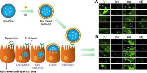 Figure 8 Mechanism of Slp promoting drug internalization of liposomes and fluorescence microscopy of gastric and intestinal mucosal scrapings after (A) 7 and (B) 12 hours of intragastric administration of Slp-coated liposomes and plain liposomes, respectively.Notes: (a) Gastric mucosa of Slp-coated liposomes. (b) Gastric mucosa of plain liposomes. (c) Intestinal mucosa of Slp-coated liposomes. (d) Intestinal mucosa of plain liposomes. Fluorescent images are Reprinted from Int J Pharm, 529(1–2), Wang W, Shao A, Feng S, Ding M, Luo G, Physicochemical char acterization and gastrointestinal adhesion of S-layer proteins-coating liposomes, 227–237, Copyright (2017), with permission from Elsevier.