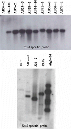 Fig. 5. Southern blot analysis with probes specific for the ToxA and ToxB genes. A subset of isolates of Pyrenophora tritici-repentis collected in Alberta, Canada, are shown, and represent race 1 (AB7-2, AB23-5, AB56-2, AB60-4, AB70-1), race 2 (AB28-2, AB34-10, AB41-3), and race 3 (AB39-2) of the fungus. Reference isolates 86-124 (race 2), 331-2 (race 3), 49JA (race 4) and Alg3-24 (race 5) are also included for comparison. Total genomic DNA was digested with XbaI and StuI or NheI and AvrII and hybridized, respectively, with a P32-labelled ToxA probe (top panel) or ToxB probe (bottom panel). A single fragment hybridized with the ToxA probe in DNA digests of isolates classified as races 1 or 2 (top), but not in digests of isolates classified as races 3, 4 or 5 (not shown). In contrast, single or multiple fragments hybridized with the ToxB probe in DNA digests of isolates classified as races 3, 4 or 5 (bottom), but not in digests of isolates classified as races 1 or 2 (not shown).