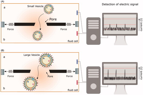 Figure 3. Quantitative high-throughput detection of OMVs using scanning ion occlusion spectroscopy (SIOS). Real-time scanning of the conductivity across the pore at different stretches and different pore size allows the discrimination of individual OMV population in a large disperse mixture. (A) Small and (B) large vesicles passing through the pore across the fluid chamber from a to b generate different conductivity signals. Larger vesicles require greater stretching of the pore to increase its diameter. This change in the pore size changes the strength of the current across the fluid chamber and is recorded as a signal of larger amplitude compared to smaller vesicles.