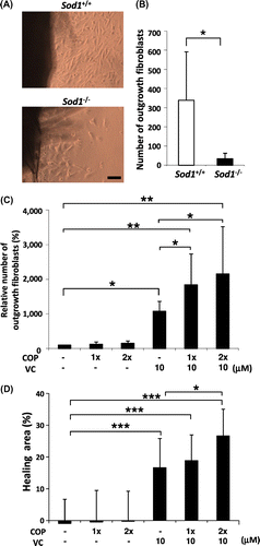 Fig. 5. COP mixture and the VC derivative cooperatively attenuated the impairment of the migration and proliferation of Sod1−/− fibroblasts in vitro.Notes: (A and B) Number of outgrowth fibroblasts of Sod1+/+ and Sod1−/− mice in the organ culture. (C) Treatment with the COP mixture plus the VC derivative cooperatively promoted the outgrowth activity of the skin fibroblasts. (D) The scratch wound assay allowed for the direct evaluation of migration in vitro. (D) Fibroblasts of Sod1−/− mice were scratched with a pipet tip and cultured for 12 h. (D) Following incubation, the hearing area was quantified by detecting calcein-labeled fibroblasts in the scratch area. 1x and 2x COP indicate one- or twofold concentrations of the COP mixture, respectively. The data indicate the mean ± SD; *p < 0.05, **p < 0.01, ***p < 0.001. The scale bars represent 100 μm.