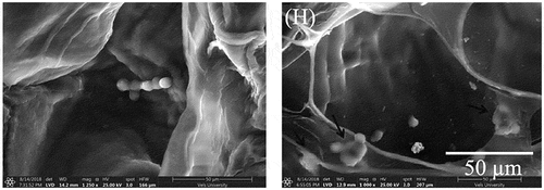 Figure 10. SEM images of vero cells attached on (a) agarose/chitosan and (b) agarose/chitosan/graphene oxide composites. It is obvious that some of the cells are found to start spreading (arrow marked) over the surface of scaffolds (b).