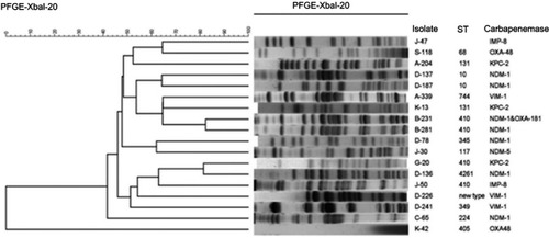 Figure 3 Dendrogram generated by pulsed-field gel electrophoresis (PFGE) patterns of the 18 isolates of carbapenemase-producing carbapenem-nonsusceptible E. coli using the BioNumerics software.