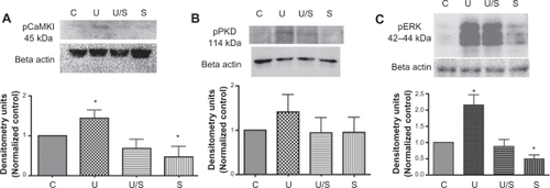 Figure 4 Urotensin II receptor-induced phosphorylation of CaMKI, PKD, and ERK is inhibited by CaMKK inhibitor in Pac1. Urotensin II receptor-induced phosphorylation of A. CaMKI, B. PKD, and C. ERK inhibited by CaMKK. Densitometry analysis was conducted on Western blots (n = 4, *P ≤ 0.05).