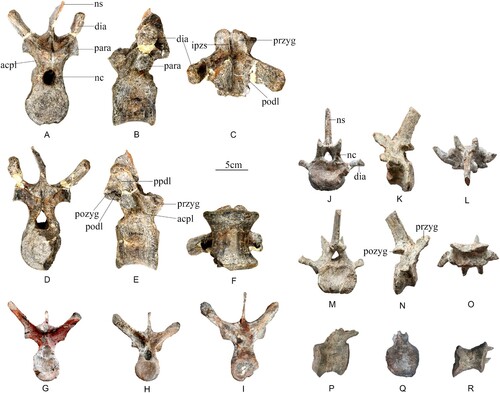 FIGURE 4. A–F, dorsal vertebrae referred to Bashanosaurus primitivus (CLGPR V00006-3) from the Middle Jurassic of China. A, anterior; B, left lateral; C, dorsal; D, posterior; E, right lateral; F, ventral; G, posterior views of dorsal vertebrae referred to Bashanosaurus primitivus (CLGPR V00006-1) from the Middle Jurassic of China. H, posterior view of dorsal vertebrae referred to Bashanosaurus primitivus (CLGPR V00006-2) from the Middle Jurassic of China. I, anterior view of dorsal vertebrae referred to Bashanosaurus primitivus (CLGPR V00006-2) from the Middle Jurassic of China. J–O, anterior caudal vertebrae referred to Bashanosaurus primitivus (CLGPR V00006-1) from the Middle Jurassic of China. J, anterior; K, left lateral; L, dorsal; M, posterior; N, right lateral; O, ventral. P–R, middle caudal vertebrae referred to Bashanosaurus primitivus (CLGPR V00006-1) from the Middle Jurassic of China. P, right lateral; Q, posterior; R, ventral. Abbreviations: acpl, anterior centroparapophyseal lamina; dia, diapophysis; ipzs, intraprezygapophyseal shelf; nc, neural canal; ns, neural spine; para, parapophysis; podl, postzygodiapophyseal lamina; pozyg, postzygapophysis; ppdl, paradiapophyseal lamina; przyg, prezygapophysis.