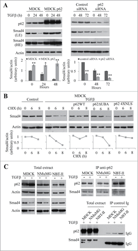 Figure 6. The UBA domain of p62 is required to stabilize Smad4. (A) MDCK, MDCKp62 cells, and MDCK cells treated with p62 siRNA were subjected to TGFβ treatment. p62, Smad4, and actin were detected by immunoblotting (LE: low exposition, HE: high exposition). (B) Immunoblot analysis of Smad4 and actin in control and MDCK cells that overexpress wild-type p62, p62ΔUBA or p62 4XNLS; cells were treated with TGFβ for 48 h and cycloheximide (CHX) for the last 6 or 8 h. (C) MDCK, NMuMG, and NBT-II cells were treated or not with TGFβ for 48 h and 24 h respectively. Immunoprecipitation (IP) was performed using an anti-p62 antibody or a monoclonal control IgG. Smad4, p62 and actin were revealed by immunoblotting.