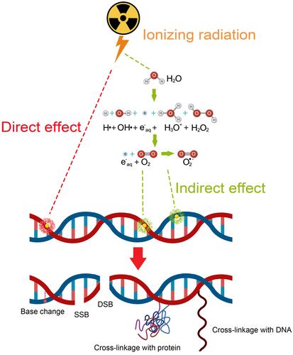 Figure 1 Schematic of the mechanism of ionizing radiation (IR) in RT. In the case of direct effect, IR directly damages the DNA, which, if unrepaired, results in cell death or permanent growth arrest. In the case of indirect effect, ROS are formed by the radiolysis of a large amount of water and oxygen, and then the ROS damage the DNA. There are many types of DNA damage, such as base change, SSB, DSB, cross-linkage with protein or with other DNA molecules.