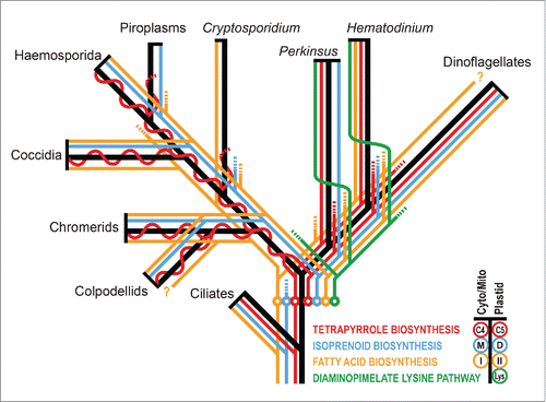 Figure 1. Schematic phylogeny of alveolates (black) with inferred metabolic pathway presence, loss and redundancy indicated (colored lines). Plastid-derived pathways are shown right of phylogeny branches, host-derived pathways (located in the cytosol or mitochondrion) are shown to the left, and pathway loss is indicated by lines ending in dashes. The point of greatest inferred metabolic pathway redundancy is indicated by circles. Formation of a single chimeric tetrapyrrole pathway in apicomplexans is indicated by the merger of the plastid and cytosol/mitochondrial pathways to an undulating line. Inferred relocation of the diaminopimelate lysine pathway from the plastid to cytosol is shown by right to left switching (the number of relocations is unknown). Question marks indicate unconfirmed presence of type I fatty acid synthase in dinoflagellates and colpodellids where distinction from polyketide synthases is difficult from current incomplete gene sequence data. M, mevalonate; D, DOXP; I, type I; II, type II.