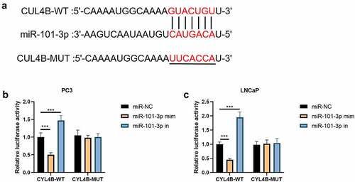 Figure 2. miR-101-3p has combination correlation with CUL4B. (a) We found combination sites between CUL4B and miR-101-3p. (b–c) Dual-luciferase reporter experiments showed that CUL4B from LNCaP cells and PC-3 cells was aimed by miR-101-3p. ***P < 0.001
