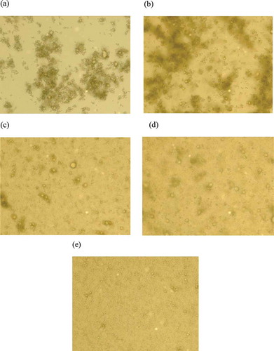 Figure 5. Optical microscope photographs from a series of secondary emulsion with varying pectin concentrations; a)0.1 wt% b)0.3 wt% c)0.5 wt% d)1.0 wt% e)1.5 wt% after 7 days storage at the ambient temperature.