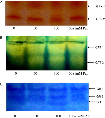 Figure 5. Effect of varying concentration (0, 50, 100 µM) and 100 µM of H2O2 supplemented with 1 mM putrescine (100 µM + 1 mM Put) on separation of different isozymes of (A) guaiacol peroxidase (GPX1 and GPX2), (B) catalase (CAT1, CAT2) and (C) glutathione reductase (GR1, GR2, and GR3) on 10% polyacrylamide native gel.