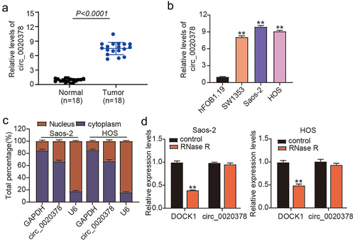 Figure 1. High expression level of circ_0020378 in osteosarcoma.