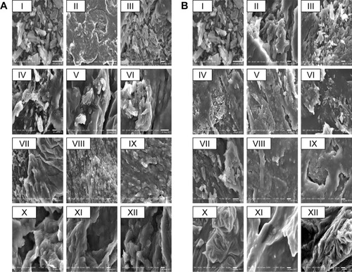 Figure 4 Scanning electron microscopy.Notes: (A) Glc binary systems and (B) TPGS binary systems. (I) Dcn, (II) carrier, (III) 1:2 PM, (IV) 1:4 PM, (V) 1:6 PM, (VI) 1:8 PM, (VII) 1:10 PM; (VIII) 1:2 SNEDDS, (IX) 1:4 SNEDDS, (X) 1:6 SNEDDS, (XI) 1:8 SNEDDS, (XII) 1:10 SNEDDS.Abbreviations: Dcn, diacerein; Glc, gelucire 44/14; TPGS, d-α-tocopheryl polyethylene glycol 1,000 succinate; PM, physical mixture; SNEDDS, self-nanoemulsifying drug-delivery system.