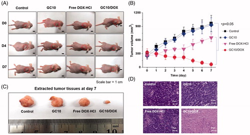 Figure 5. (A) Macroscopic appearances of tumors in control, GC10, free DOX⋅HCl and GC10/DOX-treated mice on day 0, 4, and 7. (B) Tumor volume (mm3) of tumors extracted from the samples. (C) Comparison of tumor size extracted from the samples at day 7. (D) H&E stained images of dissected tumors extracted from the samples at day 7. Error bars represent mean ± SD (n = 3); these experiments were repeated three times. The black and white scale bars indicate 1 cm and 50 μm, respectively.