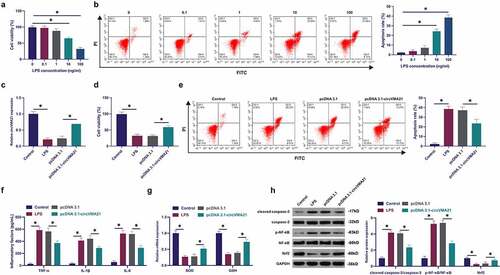 Figure 2. Augmentation of circVMA21 ameliorates LPS-stimulated apoptosis and inflammation of BEAS-2B cell. (a): Test of the influence of diverse concentrations of LPS treatment on the viability of BEAS-2B cells via MTT; (b): Examination of the influence of different concentrations of LPS treatment on the apoptosis rate of BEAS-2B cells was via flow cytometry; (c): Test of pcDNA 3.1- circVMA21 transfection efficiency via RT-qPCR; (d): Detection of the influence of elevation of circVMA21 on the viability of BEAS-2B cells was via MTT; (e): Examination of the impact of circVMA21 augmentation on the apoptosis rate of BEAS-2B cells via flow cytometry; (f): Test of the impact of circVMA21 augmentation of BEAS-2B cells inflammatory cytokines was via ELISA; (g): Examination of the influence of circVMA21 elevation on the antioxidant enzymes in BEAS-2B cells was via RT-qPCR; (h): Examination of the impact of circVMA21 augmentation on cleaved caspase-3, p-NF-κB and Nrf2 in BEAS-2B cells via Western blot; Representation of the data was as mean ± SD, N = 3; * P< 0.05.