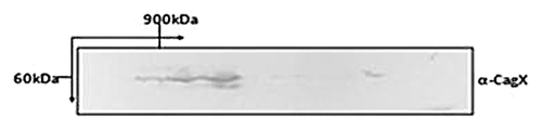 Figure 6. 2-D blue native PAGE analysis of DDM solubilizes H. pylori extract. Blot was probed with anti-CagX antibody.