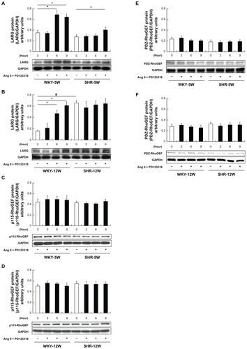 Figure 2 Comparison of Rho guanine nucleotide exchange factor (RhoGEF) protein expression at baseline and after angiotensin II (Ang II) type 1 receptor activation in rat vascular smooth muscle cells: the protein expression levels of (A, B) leukemia-associated RhoGEF (LARG), (C, D) p115-RhoGEF, and (E, F) PSD-95/Disc-large/ZO-1 homology (PDZ)-RhoGEF in 5- and 12-week-old Wistar-Kyoto (WKY) rats (WKY-5W and WKY-12W, respectively) and spontaneously hypertensive rats (SHRs) (SHR-5W and SHR-12W, respectively) at the indicated time points after stimulation by Ang II (0.1 μmol/L) in the presence of Ang II type 2 receptor antagonist PD123319 (1 μmol/L) were compared. Western blot analysis was used to measure protein levels, with glyceraldehyde-3-phosphate dehydrogenase (GAPDH) as the internal control. Baseline expression levels of LARG protein were higher in the SHR-12W group than in the WKY-12W group. LARG protein was regulated in the WKY-12W group after stimulation, but not in the SHR-12W group.Notes: Data are presented as the means of six independent experiments plus or minus standard deviation; white bars indicate the baseline expression control; Western blot images are from representative experiments; *P < 0.01, protein expression levels at the indicated time points versus baseline; &P < 0.01, baseline expression levels for the WKY-12W group versus the SHR-12W group.