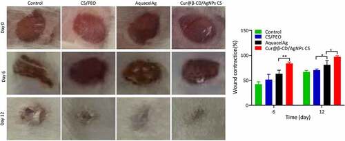 Figure 6. Photographic images of the extent of wound healing and graphical illustration of the changes in wound size.