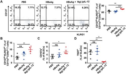 Figure 6 Ng(-)pIL-12 adjuvant triggered the terminally differentiated effector memory responses against HBV infection. C57 BL/6J mice were injected intramuscularly with three doses of PBS, 2 μg HBsAg alone, 2 μg HBsAg combined with 45 μg Ng(-)pIL-12 at two-week intervals, separately, then these immunised mice were challenged with 8 μg pAAV/HBV 1.2 on day 56 after the initiation of immunisation. (A) The percentage of SLECs among HBV-specific CD11ahi CD8αlo cells was detected on day 35 after the initiation of immunisation. (B) The percentage of splenic SLECs among HBV-specific CD11ahi CD8αlo cells on day 5 after HBV challenge. The expression of CD107a (C) and TIGIT (D) on splenic SLECs on day 5 after HBV challenge. HBsAg, HBsAg alone; Ng(-)pIL-12, 40 μg Ng(-) containing 5 μg pIL-12. All data are expressed as the mean ± SEM (n ≥ 4) from three independent experiments. *p < 0.05, **p < 0.01, ***p < 0.001.