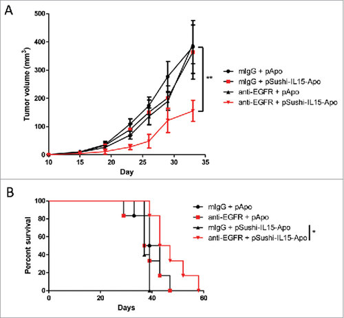 Figure 7. Sushi-IL15-Apo increases the anti-tumor effect of an anti-EGFR mAb in a subcutaneous syngeneic model. (A) Volume follow-up of subcutaneous tumors derived from MC38 colon cancer expressing EGFR treated with an anti-EGFR murine antibody or control and 1 µg of expression plasmid coding for Sushi-IL15-Apo that was hydrodynamically injected. ## indicates p<0.01 in a repeated measured ANOVA test comparing the tumor sizes between the group receiving anti-EGFR + pApo and the group treated with anti-EGFR and pSushi-IL15-Apo. (B) Kaplan-Meier survival curves. #indicates p<0.01 in a Gehan-Breslow-Wilcoxon test comparing the tumor sizes between the group receiving anti-EGFR + pApo and the group treated with anti-EGFR and pSushi-IL15-Apo.