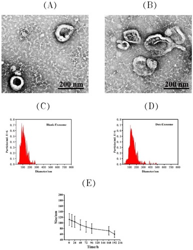 Figure 1 Characterization of exosomes: the representative TEM image of blank exosome (A) and exosome-doxorubicin (B). Size distributions of blank exosome (C) and exosome-doxorubicin (D) based on NTA measurements. The peak diameters were at 112.4 nm for free exosome and 152.7 nm for exosome-doxorubicin. (E) Particle size by nanoparticle tracking analysis for MSCs-derived exosomes during storage at −20 °C.