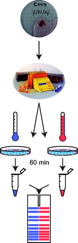 Figure 2. Schematic representation of tumour collection. Fresh biopsies obtained are dissociated enzymatically and mechanically. Dissociated suspensions of tumours collected were prepared for treatment by centrifugation (5 min, 300 rcf) and subsequent resuspension in RMPI supplemented with 10% FCS. The resulting cell suspension was divided over two separate culture dishes: one was incubated at 37 °C for 75 min in a controlled environment (37 °C, 5% CO2, 20% O2), while the other was incubated at 42 °C in a similarly controlled environment for the same amount of time, allowing 15 min to pre-heat the medium and thus resulting in 60 min of effective heating. After the treatment, cells in both samples are lysed and the proteins are analysed on an immunoblot.