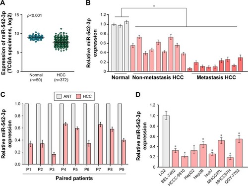 Figure 1 The expression of miR-542-3p is inhibited in HCC cell lines and HCC tissues.