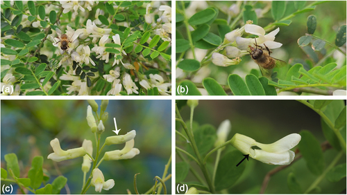 Figure 2. Foraging behavior of A. cerana cerana on S. davidii. (a) Pollen foraging behavior, (b) nectar foraging behavior, (c) flowers that have not been foraged, (d) flowers after foraging. (white arrow: undamaged. Black arrow: damaged.).