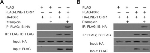 Figure 4 LINE-1 ORF-1p could interact with PXR. MHCC97-H cells were transfected with FLAG, FLAG-LINE-1 ORF-1p or HA, HA-PXR vectors.Notes: (A) MHCC97-H cells were transfected with FLAG, FLAG-PXR or HA, HA-LINE-1 ORF-1p vectors. (B) Cells were cultured without or with rifampicin at 10 µM. The IP analysis was performed using an anti-FLAG antibody, and the IB analysis was performed using an anti-HA antibody.Abbreviations: IB, immunoblotting; IP, immunoprecipitation; PXR, pregnenolone X receptor.