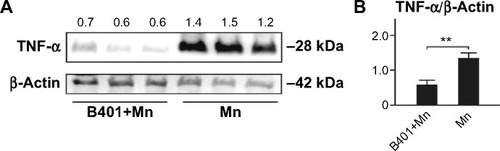 Figure 6 Cavernosal levels of TNF-α, a marker of inflammation, in Mn-treated mice with and without oral B401 treatment.