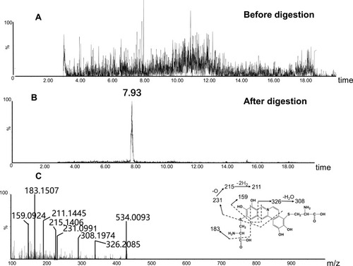 Figure 9 Identification of metabolites A3: BRB-treated mouse liver homogenates were proteolytically digested, followed by LC-MS/MS analysis. Extracted ion chromatogram of A3 obtained from LC-Q-TOF/MS before (A) or after exhaustive proteolytic digestion (B); MS/MS spectrum of A3 (C).