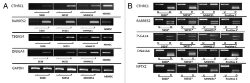 Figure 1. Expression and methylation analysis in ES cell lines. (A) Expression results for 4 selected genes in ES cell lines and hBMSC (CTHRC1, RARRES2, TSGA14, DNAJA4, and GAPDH as control). Three ES cell lines are shown for each gene with (+) indicating the samples after 5-azaDC treatment and (-) indicating the samples without 5-azaDC treatment. (B) COBRA results for the selected genes. Undigested (U) samples were loaded next to the BstU1 digested samples (D). Three ES cell lines are shown for each gene with (*) indicating that the cell line is methylated and the positive control (C) is in vitro methylated DNA.