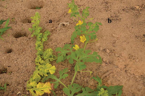 Fig. 1 (Colour online) Disease symptoms of yellowing, chlorosis, curling and mottling observed on watermelon plants in the field in Jizzan, Saudi Arabia. The symptomatic plant (a) is compared to the non-symptomatic watermelon plant (b).