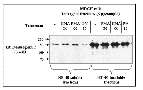 Figure 4 Pervanadate treatment reduces the amount of Dsg2 in the soluble fraction. Confluent cultures of untransfected MDCK cells were untreated, treated with pervanadate for 15 mins (PV15) or treated with 50 nM phorbol myristate acetate for 30 (PMA 30) or 60 minutes (PMA 60). Following the treatments the cells were fractioned into NP-40-soluble and -insoluble fractions and equal quantities of protein subjected to SDS-PAGE and immunoblotting for Dsg2. PMA treatment did not alter the level of Dsg2 in either of the detergent fractions whereas pervanadate treatment reduced the amount of Dsg2 in the soluble fraction.