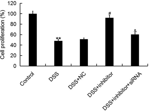 Figure 5. Effect of miR-449a inhibitor on Caco-2 cell proliferation ability. After specific treatment, Caco-2 cell proliferation ability was assessed by using MTT assay. Control: Caco-2 cells without any treatment; DSS: Caco-2 cells were treated with 2% DSS; DSS + NC: Caco-2 cells were treated with 2% DSS and transfected with the negative control of miR-449a inhibitor; DSS + inhibitor: Caco-2 cells were treated with 2% DSS and transfected with miR-449a inhibitor; DSS + inhibitor + siRNA: Caco-2 cells were treated with 2% DSS and co-transfected with miR-449a inhibitor and Notch1-siRNA.Data are displayed as mean values ± SD. **p < 0.01 vs. control group; #p < 0.05 vs. DSS group; &p < 0.05 vs. DSS + inhibitor group.