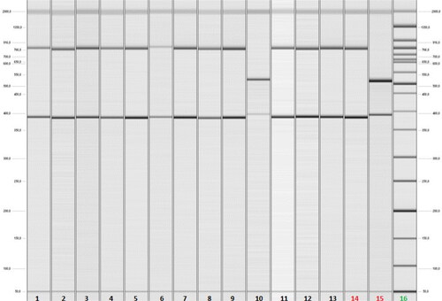 Figure 1. Results of capillary gel electrophoresis after Multiplex PCR analysis of clinical faecal samples from hospitalised patients with acute diarrhoea. Lanes 1 up to 9 and 11up to 13 - positive faecal samples for C. jejuni by detection of cadF (400 bp) and hipO (735 bp) genes. Lane 10- а positive faecal sample for C. coli by detection of cadF (400 bp) and asp (500 bp) genes. Lane 14 - C. jejuni ATCC 33560 as a positive control. Lane 15 - C. coli reference strain provided by WHO-EQAS 2016, SSI, Danmark as a positive control. Lane 16 - DNA ladder (50-2 000 kb).