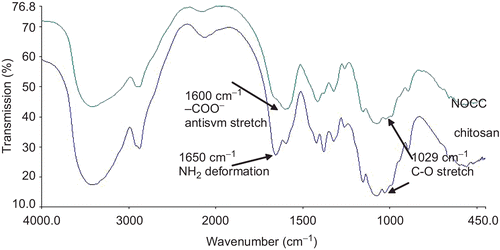 Figure 1.  FTIR spectra of chitosan and NOCC.