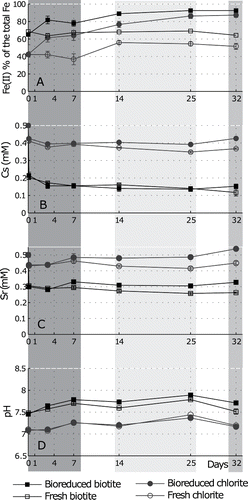 Figure 2. Cs and Sr behavior in microbial reduction experiments: (A). Fe(II) concentration as a percentage of the total acid-extractable iron; (B). Cs remaining in solution in experiments with biotite and chlorite in the presence and absence of bacteria; (C). Sr remaining in solution in experiments with biotite and chlorite in the presence and absence of bacteria; (D). pH evolution during the experiments. Each point represents the average of triplicate measurements and the error bars – the standard error. The phases of microbial reduction, as discussed in the text, are highlighted: dark grey– early Fe(III) reduction; pale grey– sustained Fe(III) reduction; medium grey– no further reduction.