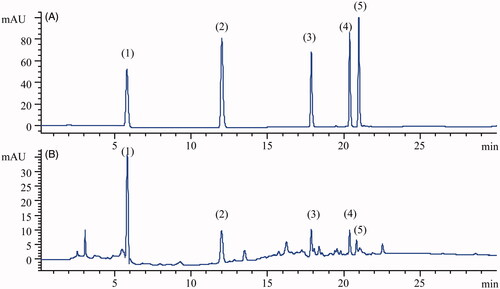 Figure 2. Typical chromatograms of (1) gallic acid, (2) protocatechuic acid, (3) quercitrin, (4) quercetin and (5) kaempferol obtained from an analysis of standard solution (A) and RLQ solution (B).