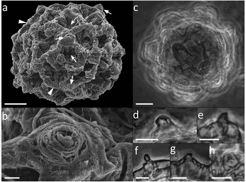 Figure 9. Paramacrobiotus bifrons sp. nov., csotiensis-type eggs aberrations with SEM (a–b) and LM (c–h). (a) in toto egg with small protrusions similar to underdeveloped areolatus-like processes, occurring where three or more crests fuse together; (b) small protrusion similar to areolatus-like process, closeup from (a); (c) in toto egg with aberrant processes appearing as hemispherical; (d) aberrant process appearing as hemispherical, with loose trabecular structures in its upper part, closeup of (c); (e–h) small protrusions similar to areolatus-like processes from various eggs. Arrowhead: csotiensis-type processes in the shape of crests; arrows: small protrusions similar to areolatus-like process; indented arrows: areolae. A-b: SEM; c–h: PhC, z-stacks. Scale bars: a, c = 10 µm; b, d–h = 2.5 µm.