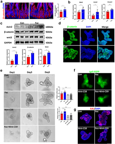 Figure 8. Fucose administration promotes ISCs functions through Wnt signaling pathway. (a) if analysis of β-catenin in ileum crypts of control and fucose-treated mice (Scale bar, 100 μm). (b) Relative gene expression of Wnt3, Axin2 and Ctnnb1 in ileum crypts of control and fucose-treated mice. (c) Western blot analysis of Wnt3, Axin2 and β-catenin in ileum crypts of control and fucose-treated mice. (d) if analysis of β-catenin in organoids that were treated with ileal contents from control or fucose-treated mice. (e) Images of organoids that were treated with ileal contents from control and fucose-treated mice when there were Wnt signaling inhibitor Wnt-c59 (Scale bar, 50 μm). (f,g) Lgr5-EGFP and EdU staining of organoids that were treated with ileal contents from control and fucose-treated mice when there were Wnt signaling inhibitor Wnt-c59 (Scale bar, 50 μm).