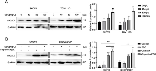 Figure 12 Effects of ESO and cisplatin on the expression of γH2A.X in ovarian cancer cells. (A) Protein expression levels of γH2A.X in SKOV3 and TOV112D cells after treatment with ESO, and (B) in SKOV3 and SKOV/DDP cells after treatment with ESO combined with cisplatin. Data represent mean ± SD. *p<0.05, **p<0.01, ***p<0.001.