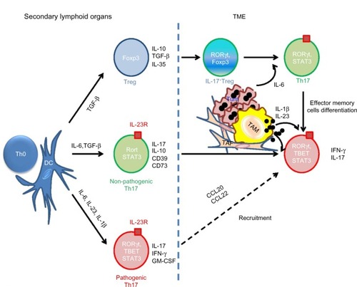 Figure 1 Differentiation and functional flexibility of Th17 in TME.