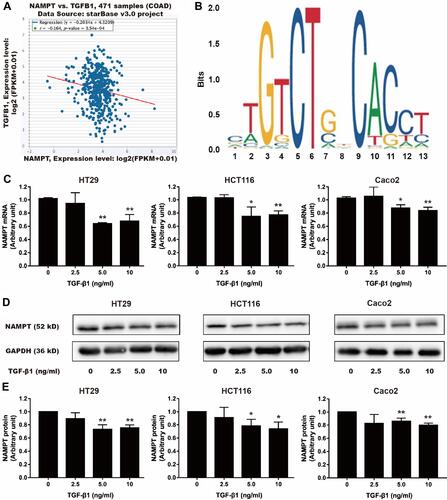 Figure 5 Effect of TGF-β1 on NAMPT expression in colorectal cells. (A) The starBase online tool in TCGA-COAD data was used to explore the relationship between NAMPT and TGFB1. (B) The sequence logo of potential Smad2/3 binding site in JASPAR. (C) HT29, HCT116 and Caco2 cells were treated with TGF-β1 at different concentrations (0, 2.5, 5, and 10 ng/mL) for 24 h. NAMPT mRNA expression was detected by qRT-PCR. (D) NAMPT protein expression was detected by Western blot. (E) Histograms showed the semi-quantitative analysis of the gels from D after densitometry. NAMPT expression was decreased by TGF-β1 treatment at a dose of 5 and 10 ng/mL. Data were presented as mean ± SEM. *P < 0.05; **P < 0.01. n = 3 independent experiments.